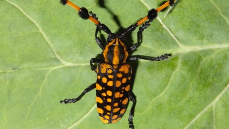 随着秋季害虫侵入印度东北地区，科学家们划伤了一只树杀死甲虫的表面