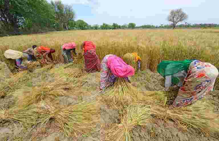 印度预计今年收获纪录小麦，稻田